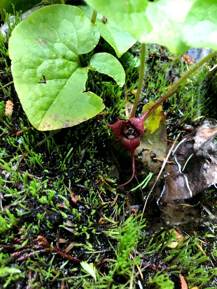Asarum caudatum