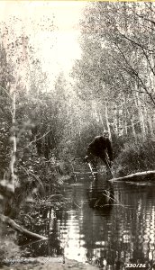 26000-1 Ranger Sargison setting live beaver trap 1936