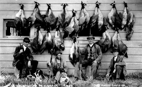 #1588 Goose Shooting in Klamath photo