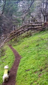 Nick Eaton Ridge Trail April 2019, Photo courtesy of PCTA Volunteer Kelley Davis, CRGNSA.