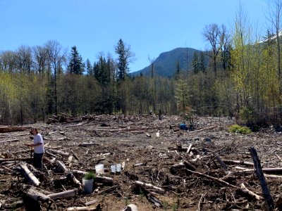 20210417-FS-GPNF-A Cascade Forest Conservancy organized tree planting event at near Cispus/Yellowjacket Creek in the Lower Columbia River watershed. photo