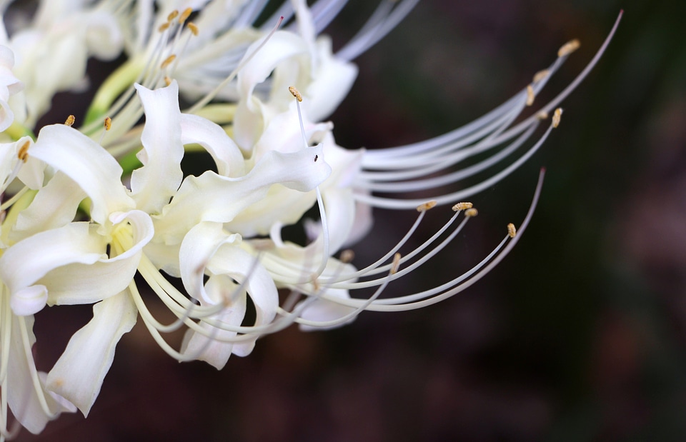 Flower garden plant