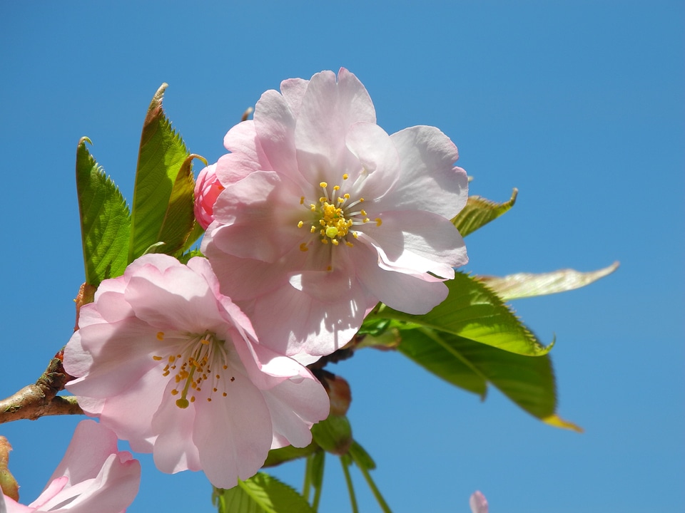 Spring mandelbaeumchen almond blossom
