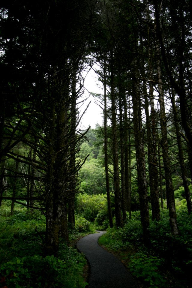 Captain Cook Trail at Cape Perpetua, Siuslaw National Forest
