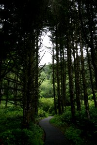 Captain Cook Trail at Cape Perpetua, Siuslaw National Forest