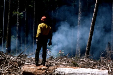 Logging slash burning-7.jpg photo