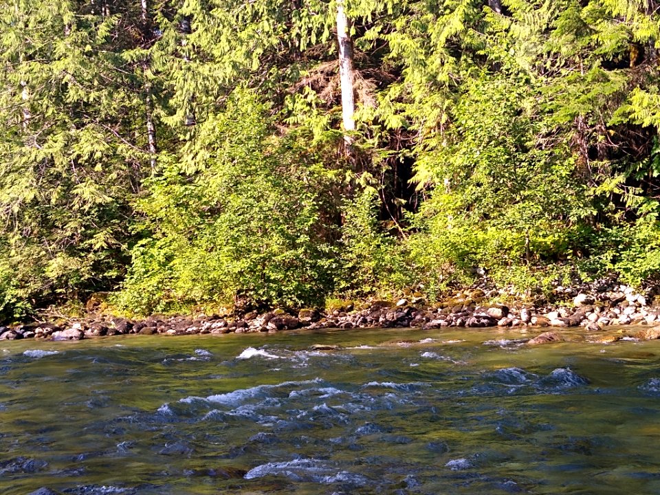 Summertime Sauk River near Bedal Campground, Mt. Baker-Snoqualmie National Forest. Photo by Anne Vassar July 30, 2020.