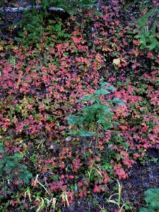 autumnal-gloryjpg 48800661408 o