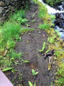 Wahkeena Falls Ferns Returning At Plaza May 9, 2018