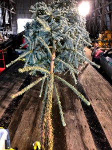 Top of tree