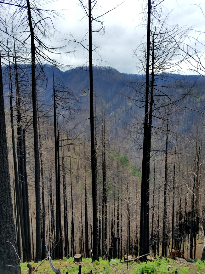 Tanner Creek area post Eagle Creek burn in June 2018.