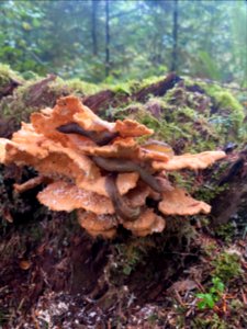 2020-10-9 Olympic Slugs Eating Chicken of the Woods USFS photo by Kelsey Dyer