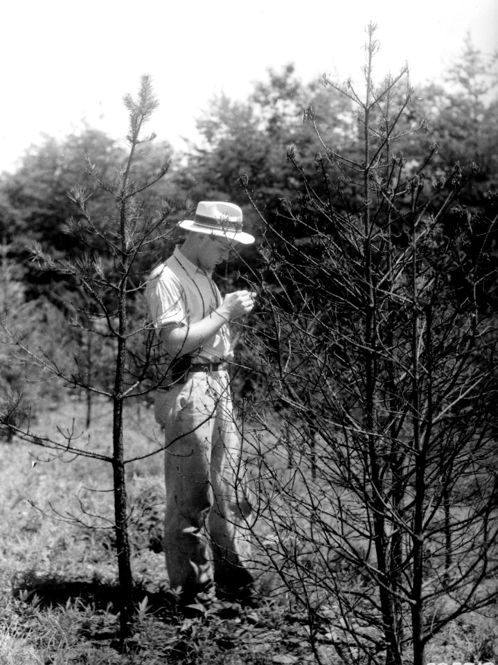 385512 Checking Tree Disease & Growth, Washington c1938