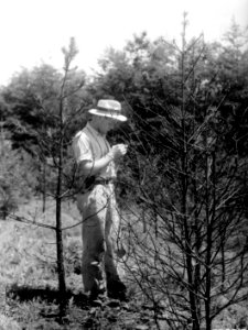 385512 Checking Tree Disease & Growth, Washington c1938