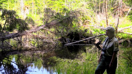 201506-FS-Olympic-Forest biologist stands near a wetland