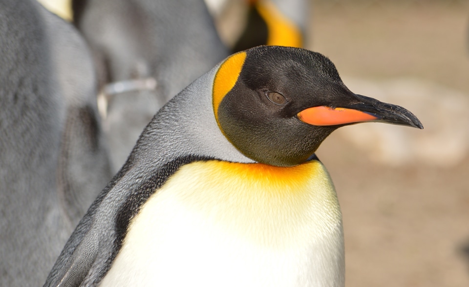 Penguin zoo Free photos