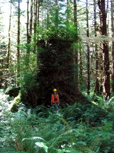 Chris Smith and very tall nurse log stump, Olympic National Forest