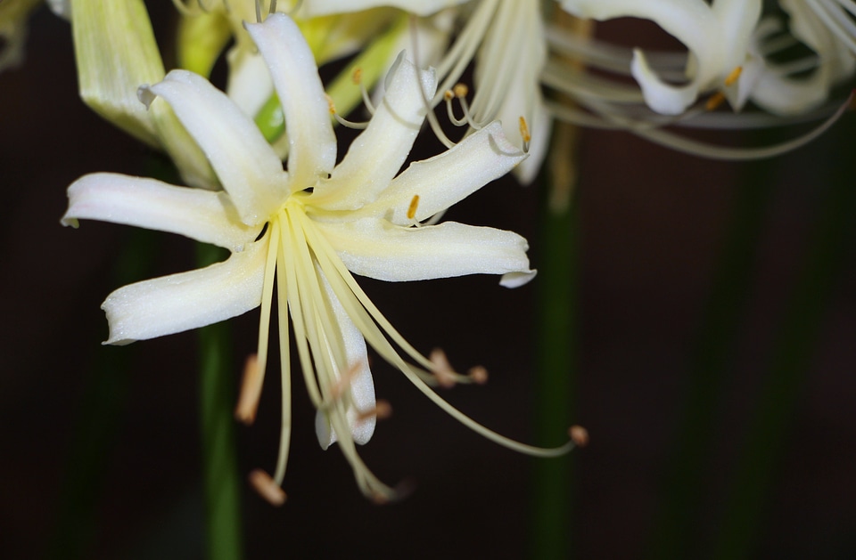 Flower garden plant