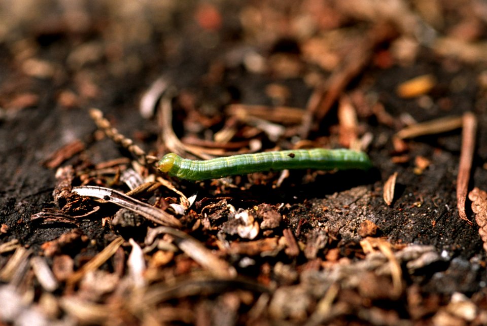 Spruce budworm.jpg