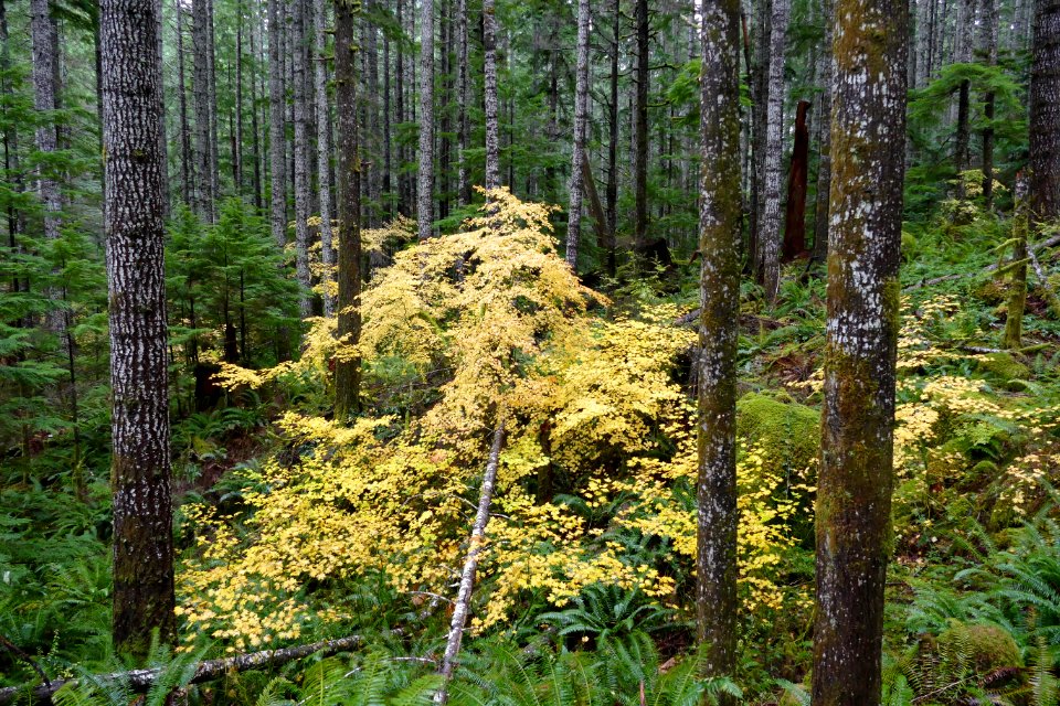 20201106 Olympic Copper Creek trail FallColor USDA Forest Service photo.