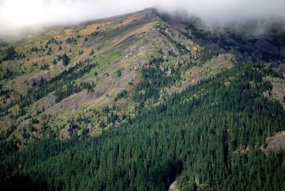 Ridgeline and Forest, Olympic National Forest.jpg