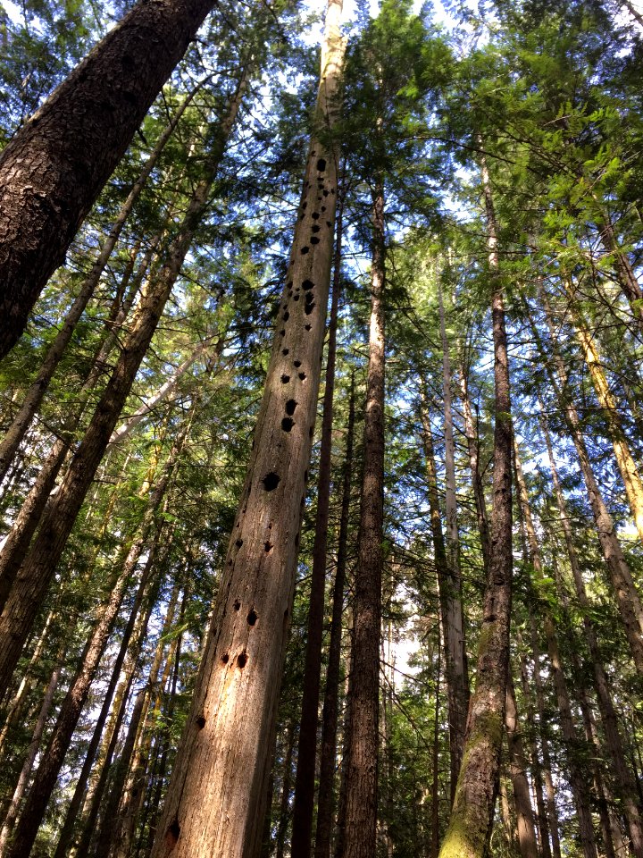 201905 FS Olympic Snag cavities Photo by Karen Holtrop