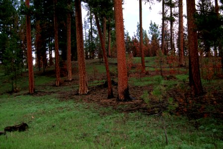 479 prescribed fire effects, Ochoco National Forest photo
