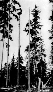 376606 LO Tree, GPNF, Washington
