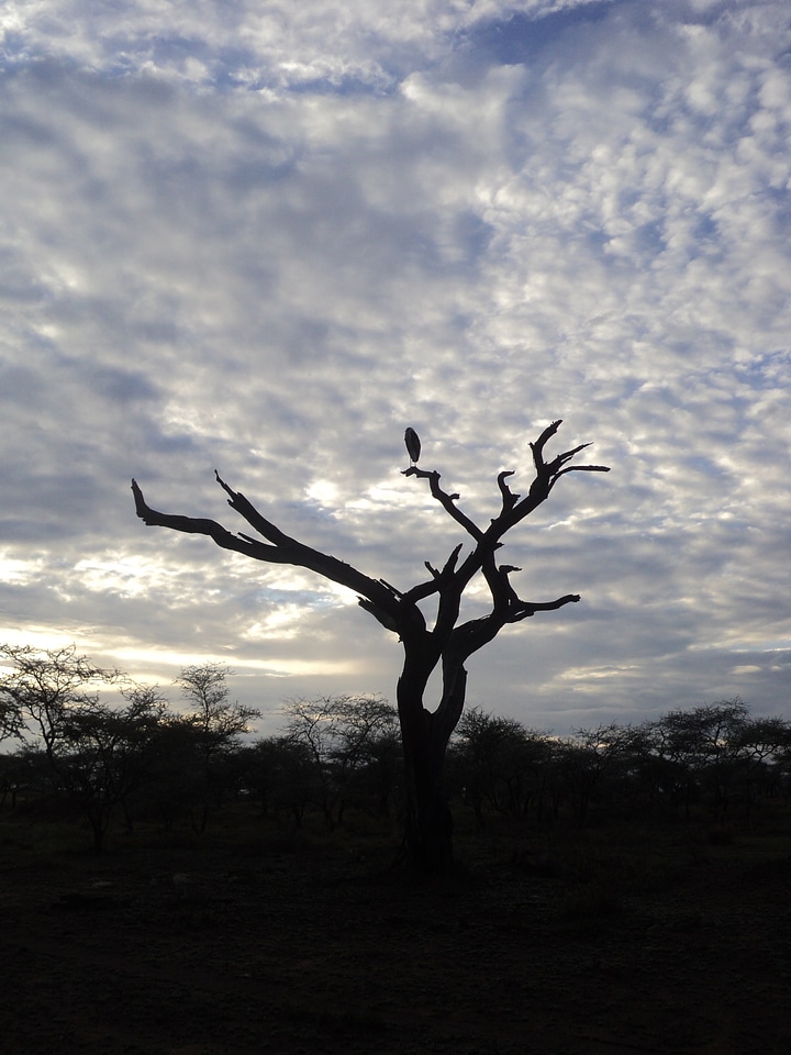 Vultures wood sky