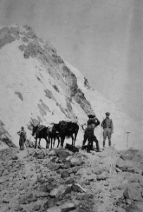 460 Climbing Mt Hood, Elliot glacier 1890's photo