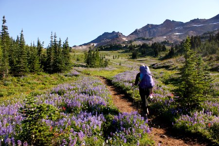 Hiker along the Pacific Crest Trail looking towards Snowgrass Flats, Goat Rocks Wilderness on the Gifford Pinchot National Forest photo