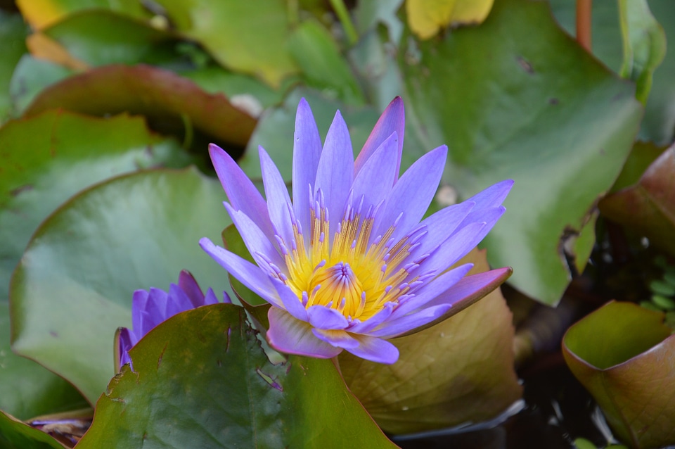 Water lily pond aquatic plant