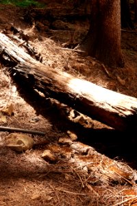 Downed log along Pacific Crest Trail in July 2018 in the Columbia River Gorge, photo courtesy of through-hiker Eva-Maria Mauz.