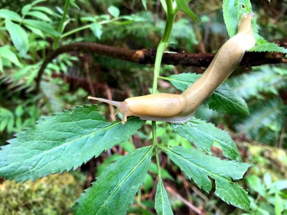 Slug on Rainforest Trail by Tharon Snuggs USFS photo