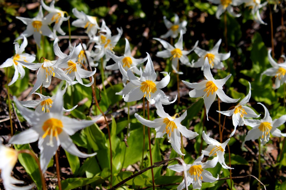 Erythronium montanum (White avalanche lilies), Mount St Helens NVM on the Gifford Pinchot National Forest