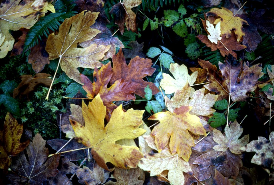 Fall color-6.jpg