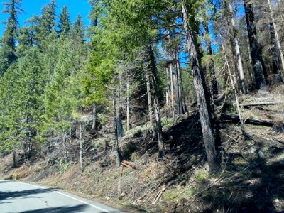 Moderate fire damage road