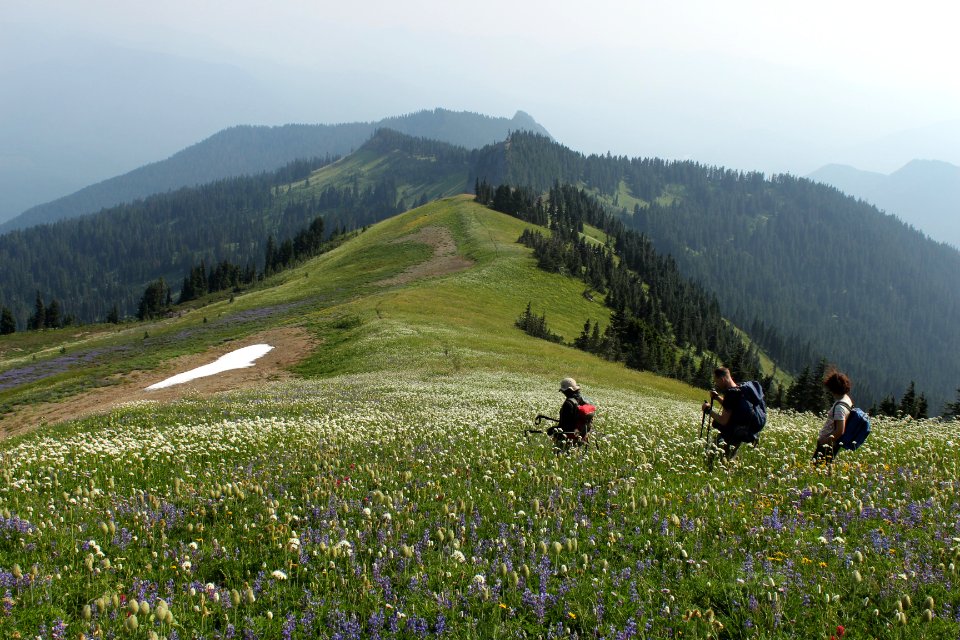 Wildflowers along the Tatoosh Lookout Trail (161A), Tatoosh Wilderness on the Gifford Pinchot National Forest