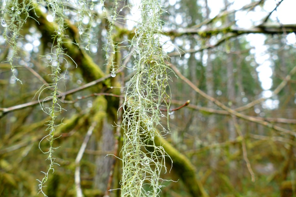 20200323 Olympic Lichen hangs from a Tree