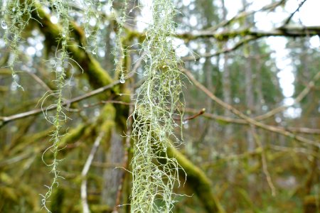 20200323 Olympic Lichen hangs from a Tree