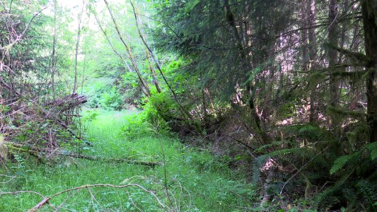 201506-FS-Olympic-Forest area that has been opened up for elk forage photo