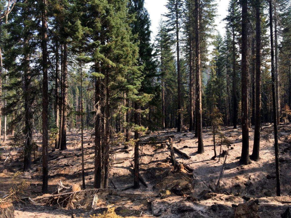 Thielsen Fire, burned area