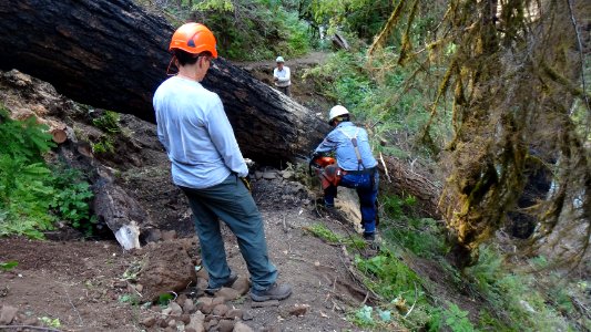 Pacific Crest Trail Association volunteers log out a portion of the still closed Eagle Creek Trail in July 2018, Columbia River Gorge NSA. Photo courtesy of PCTA