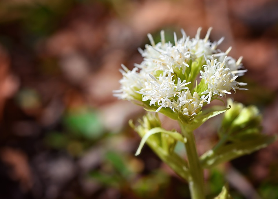 Forest plant petasites albus composites