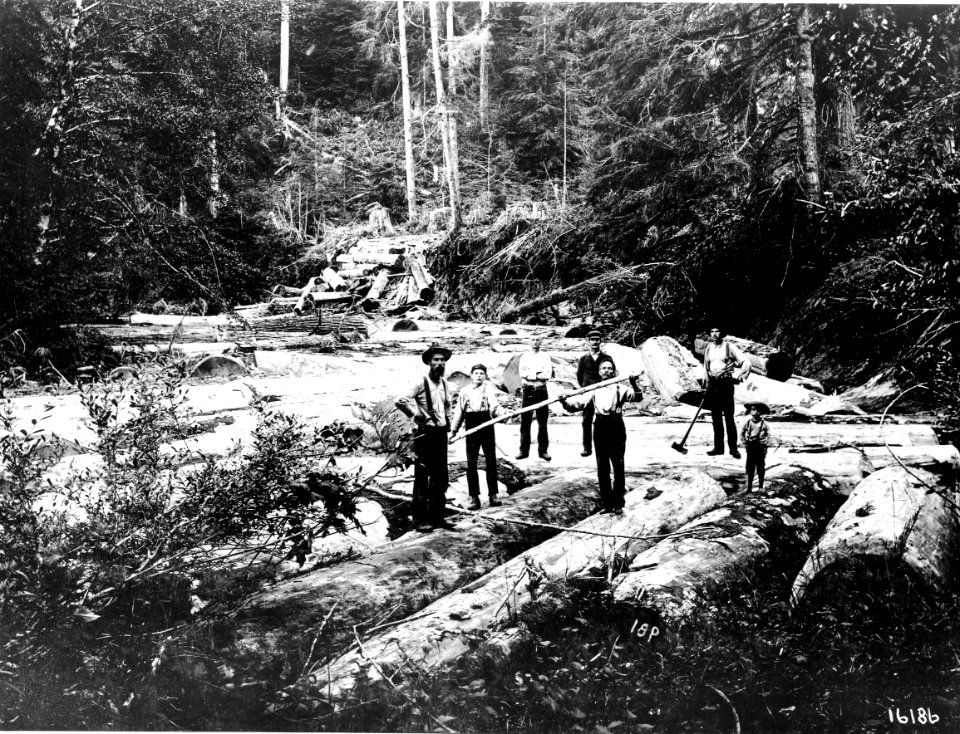16186 Logs Ready for Splash - Collier Photo, WA 1899