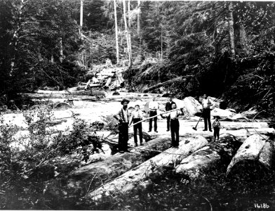 16186 Logs Ready for Splash - Collier Photo, WA 1899
