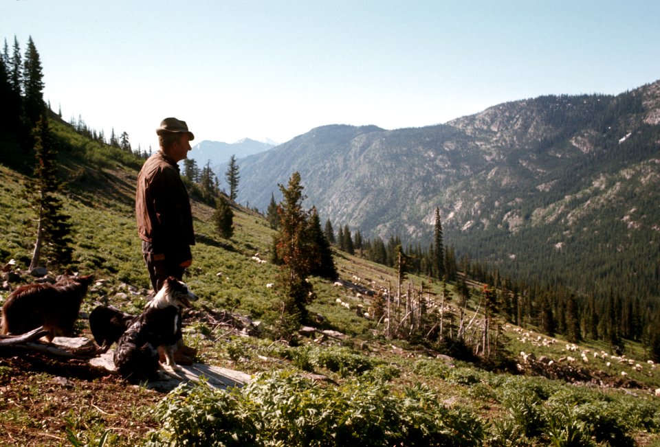 238 Herdsman near Harts Pass, Okanogan Nat'l Forest  1968