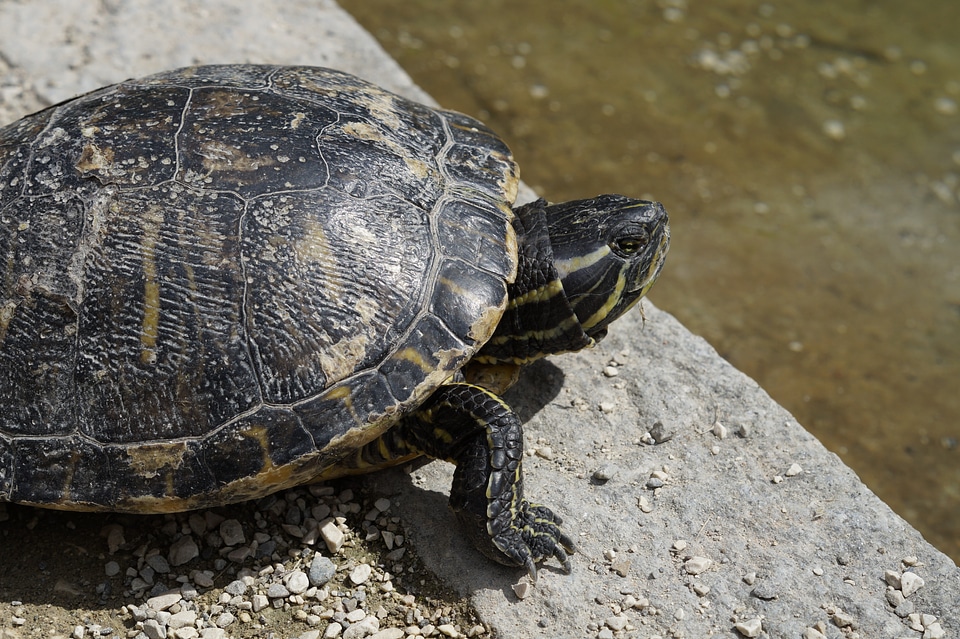 Panzer tortoise shell drawing