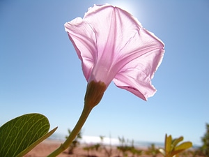 Pink flowers nature floral
