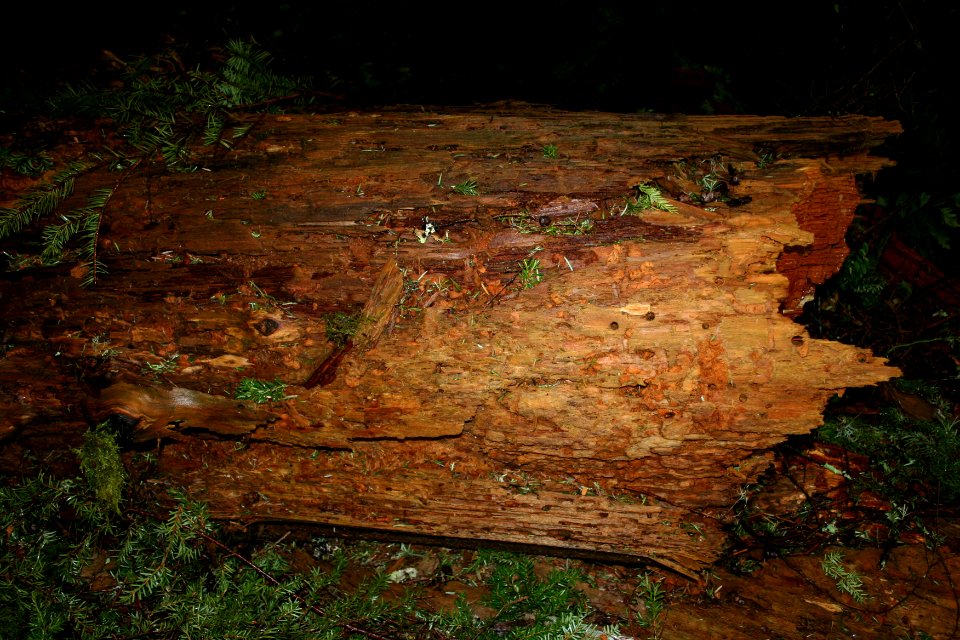 Mt. Hood NF - Stump Decay, OR 2 photo